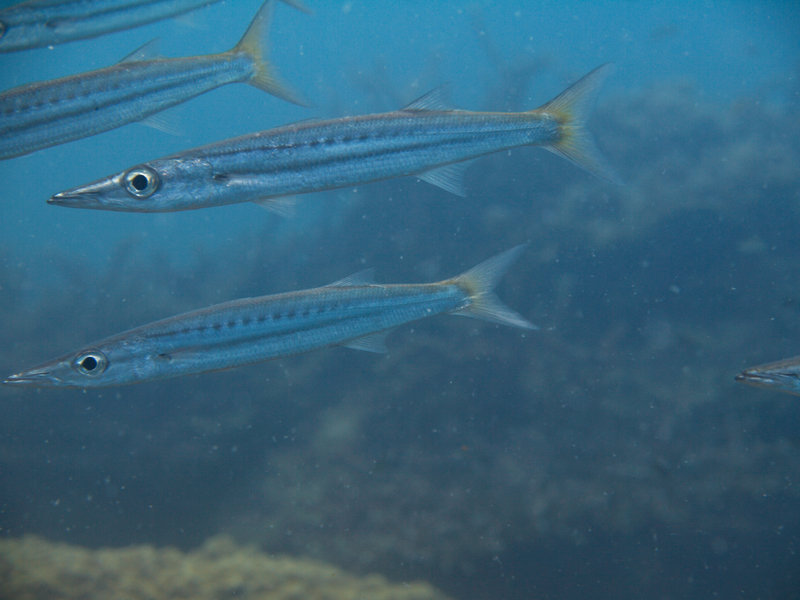 Barracuda